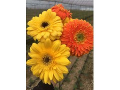 |昆明非洲菊信息◆云南太陽(yáng)花批發(fā)_13769181546圖3