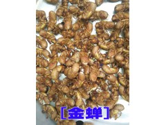 金蟬養殖_金蟬銷售信息圖2