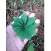 云南七葉一枝花*產(chǎn)地金線重樓種苗*燈臺七重樓市場價
