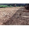 重樓市場價*重樓多少錢一公斤？重樓種植技術(shù)