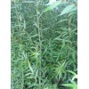 會(huì)澤旺順苗木合作社苗圃樹苗供應(yīng)信息：087164155848