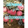 2016紅星紅將軍金帥批發(fā)價(jià)格新行情