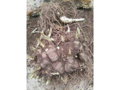 彌勒市正規(guī)專業(yè)重樓種植戶/ 重樓、白芨、燈盞花、朱子參批發(fā)圖2