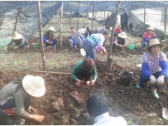 彌勒市正規(guī)專業(yè)重樓種植戶/ 重樓、白芨、燈盞花、朱子參批發(fā)圖1
