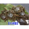 專(zhuān)業(yè)的大閘蟹養(yǎng)殖場(chǎng)◆昆明安寧市溫泉鎮(zhèn)水產(chǎn)養(yǎng)殖場(chǎng)