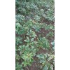 會澤金線重樓2-5年重樓種苗087164155848