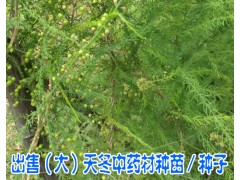 優質供應種天冬種苗#云南優質天冬種苗圖2