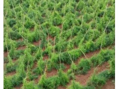 云南大量供應新鮮生天冬*優質天門冬種子種苗供應商信息圖1