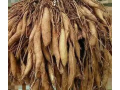 云南大量供應新鮮生天冬*優質天門冬種子種苗供應商信息圖2