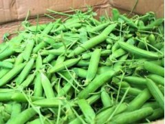 長壽仁豌豆怎么樣?長壽仁豌豆屬甜豆@長壽仁豌豆種子效益分析圖1