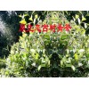 保山單株生散茶批發(fā)#古茶樹批發(fā)生采購價(jià)格
