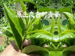 昌寧烤青茶圖片(批發)價格@農戶昌寧古樹茶銷售圖1