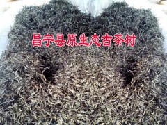 單棵原生態昌寧古樹茶曬青圖片圖3