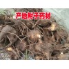 麗江附子（也叫草烏、鹽烏頭、鵝兒花）銷售信息/優質附子直銷