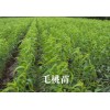 1年優質毛桃苗苗圃批發@各規格毛桃苗育苗基地銷售信息