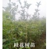 桂花苗圃/桂花種植基地價格#桂花樹苗批發市場報價