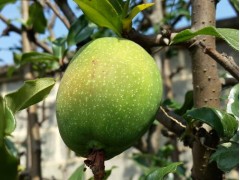 2018白花酸木瓜什么價(jià)格?保山龍陵白花酸木瓜批發(fā)評價(jià)圖片圖1