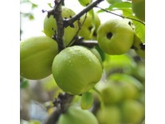 云南白花酸木瓜價格|紅河白花酸木瓜批發價格圖2