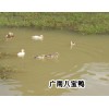 八寶鴨&八寶鴨供應&八寶鴨養(yǎng)殖場銷售供應