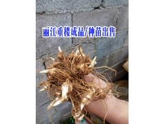 麗江永勝重樓產地/云南重樓/白芨麗江供貨商|圖2