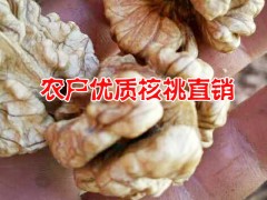 優質產地核桃行情價格*麗江核桃種植供應商*農戶自產自銷核桃圖1