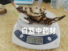 云南優(yōu)質紫花三叉大白芨種苗&紫花三叉大白芨圖片圖2