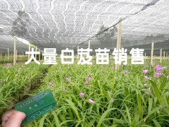 云南優(yōu)質紫花三叉大白芨種苗&紫花三叉大白芨圖片圖3