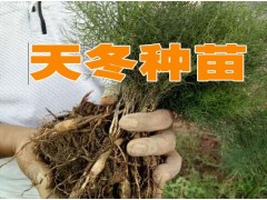 天冬種子供應*天冬小苗供應價格*天冬苗多少錢一棵(天冬價格)圖2