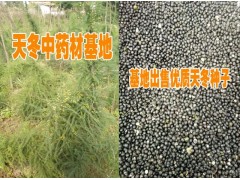 天冬種子供應*天冬小苗供應價格*天冬苗多少錢一棵(天冬價格)圖3
