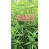 云南毛桃批發_云南毛桃苗價格*四川云南毛桃苗銷售