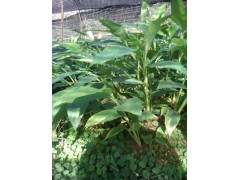 適合云南種植的草果苗@文山冬瓜苗|云南草果苗批發商圖2