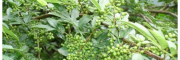 柿子樹(shù)苗