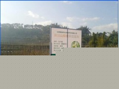 云南優質核桃小苗培育基地*2017玉溪元江美國山核桃樹苗價格圖3