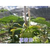 玉溪重樓苗培育*玉溪重樓種苗供應商*玉溪重樓苗批發價格
