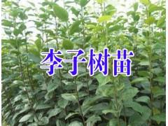 云南李子苗批發& 昭通李子苗基地$云南李子苗價格供應商圖2