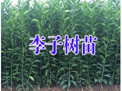 云南李子苗批發& 昭通李子苗基地$云南李子苗價格供應商圖3