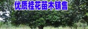 八月桂樹(shù)苗圖片(參數(shù))行情