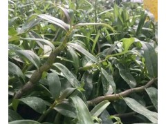 藥材種苗白芨苗多少錢一株？圖1