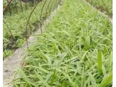 白芨苗基地圖1