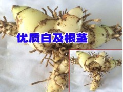 白芨苗基地_玉溪三叉白芨_優質白芨苗圖2