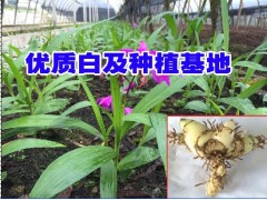 紅河/大理白芨_白芨苗培育石斛/金線蓮/黃精公司圖1