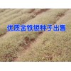 紅河金鐵鎖種植戶種子行情%金鐵鎖種植戶批發供應商