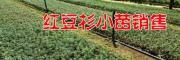 保山騰沖紅豆格苗木(圖片/評價/參數(shù))