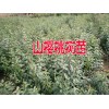 昭通山櫻桃苗木%云南山櫻桃樹苗怎么賣？適合云南種植山櫻桃樹苗