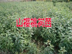 昭通山櫻桃苗木%云南山櫻桃樹苗怎么賣？適合云南種植山櫻桃樹苗圖2