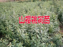 昭通山櫻桃苗木%云南山櫻桃樹苗怎么賣？適合云南種植山櫻桃樹苗圖3