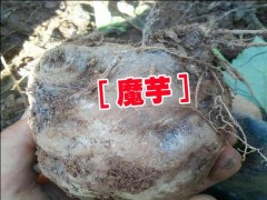 麗江永勝魔芋種子(一代)&魔芋麗江種子報(bào)價(jià)圖2