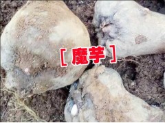 麗江永勝魔芋種子(一代)&魔芋麗江種子報(bào)價(jià)圖3