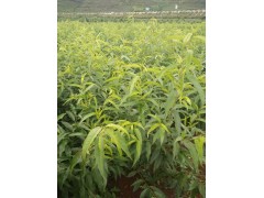 冬桃2016市場報(bào)價(jià)%冬桃種植基地供應(yīng)信息*賓川冬桃多少一斤圖2