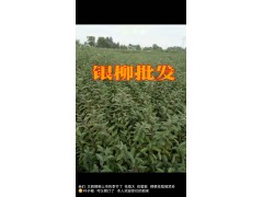 銀柳批發(fā)價(jià)格/求購(gòu)/銀柳批發(fā)銷(xiāo)售圖3